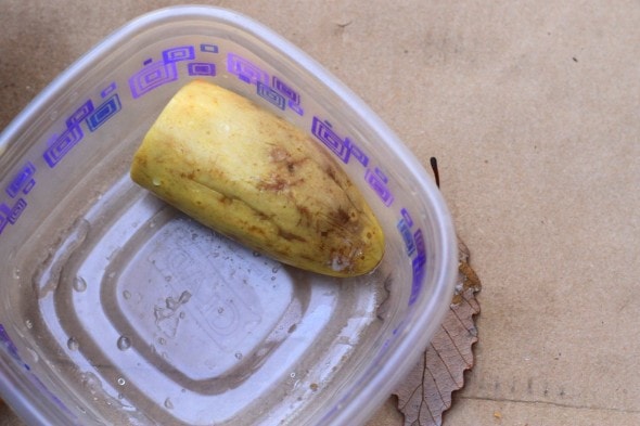 rotten summer squash