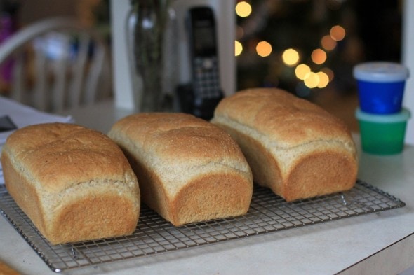 whole wheat potato bread