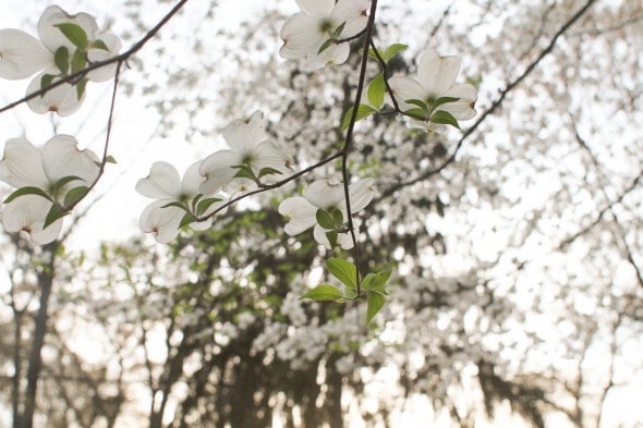 dogwood blooms