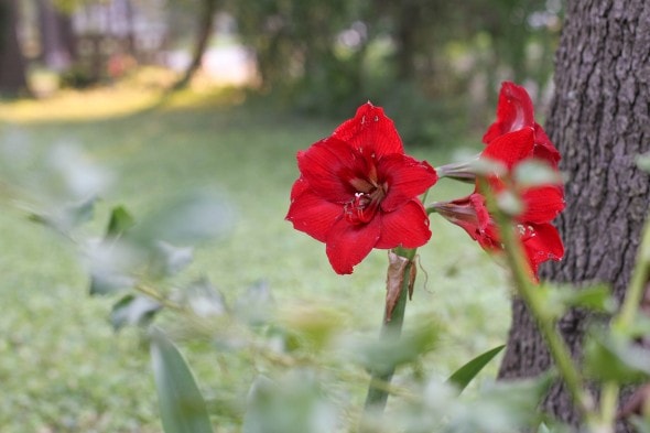 red amaryllis