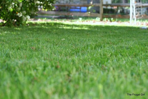 A view of a green lawn, from a low perspective.