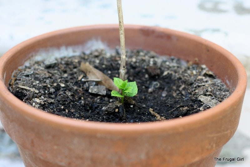 A baby hydrangea plant from Aldi, in a terracotta pot.