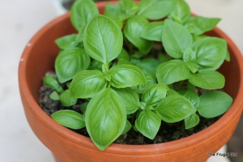 A terracotta pot full of basil seedlings.