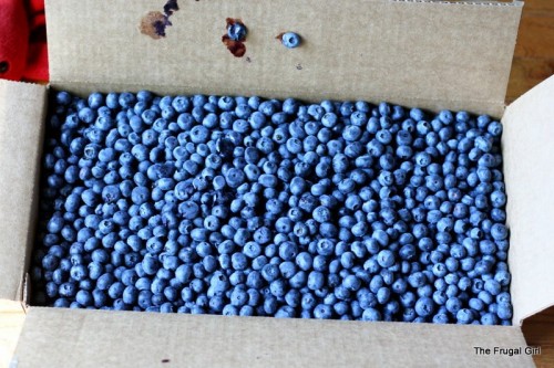 A huge box of blueberries.