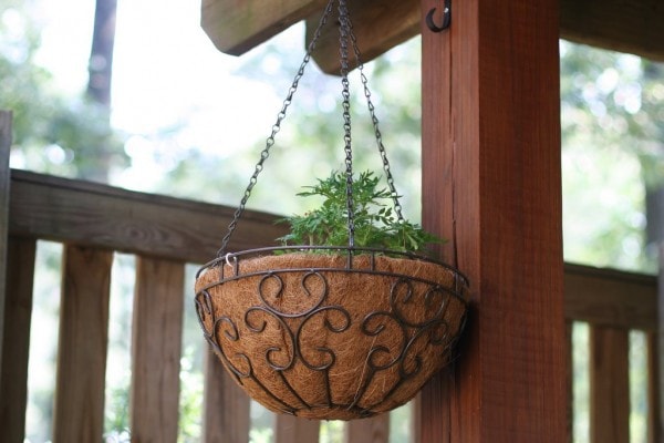 A marigold growing in a basket.