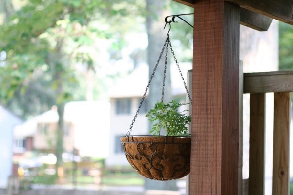 A hanging basket with a marigold growing.