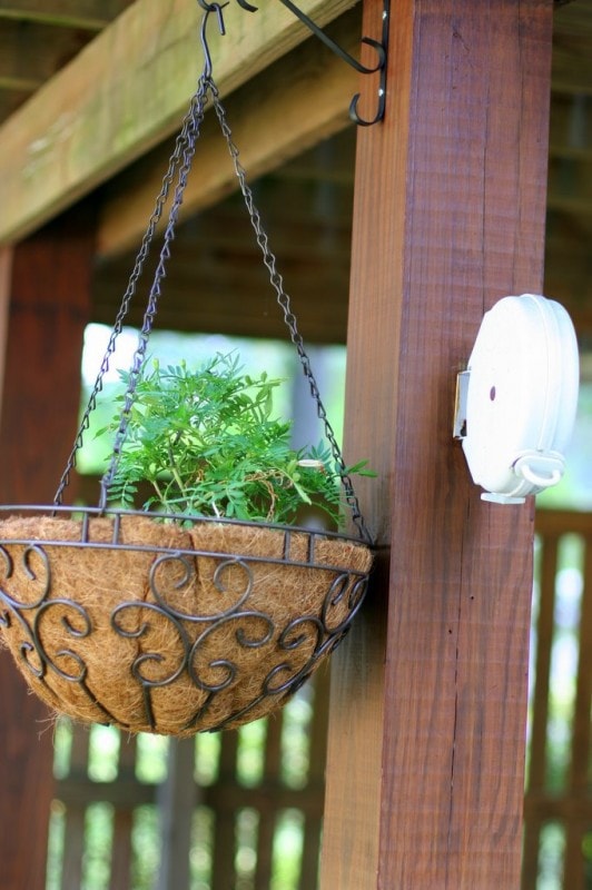 Marigolds in a hanging plant basket.