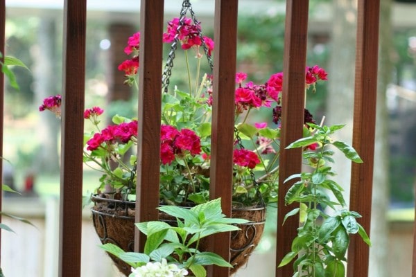 A hanging basket of pink geraniums.