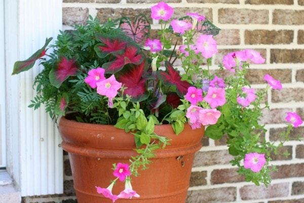 A terracotta pot full of flowers.