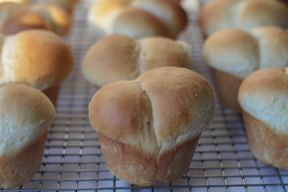 homemade cornmeal yeast rolls