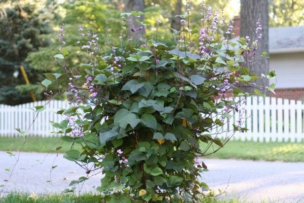 purple bean hyacinth around mailbox