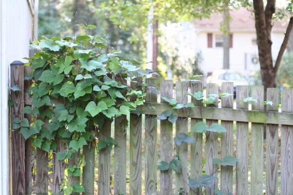 Bean hyacinths growing on a wooden fence.