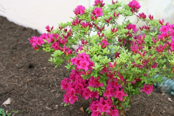 azalea bush