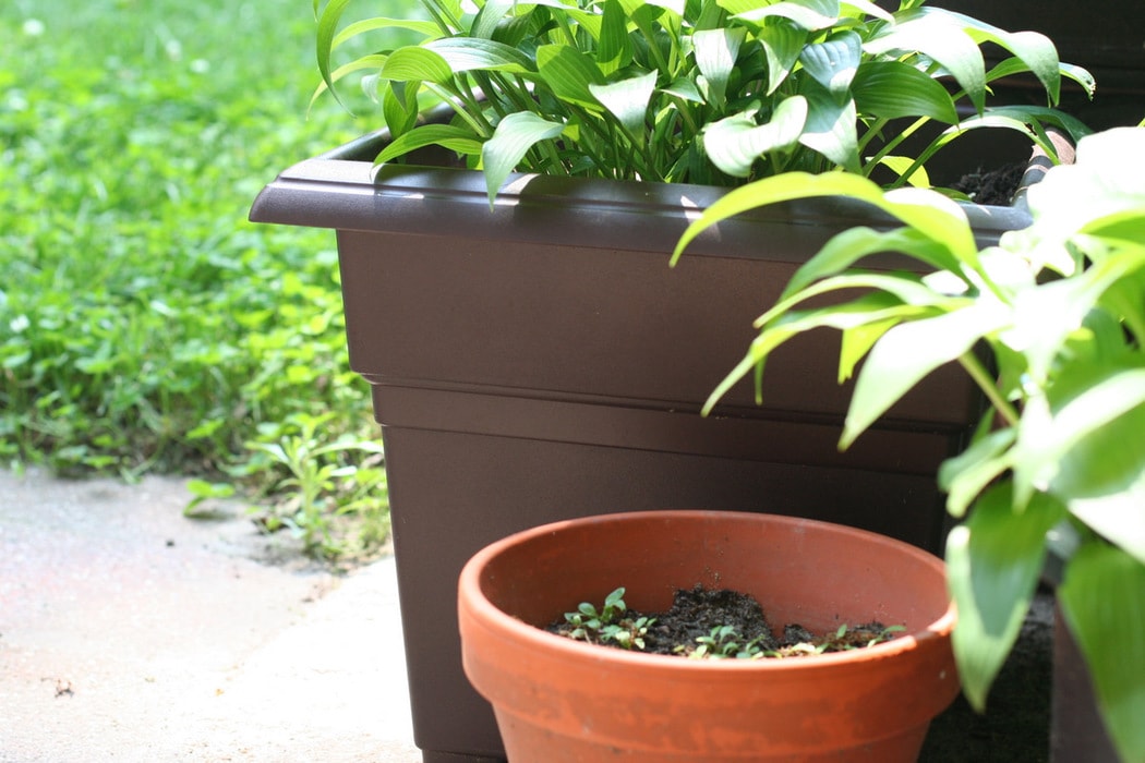 A brown square-edged plant pot with a hosta in it.