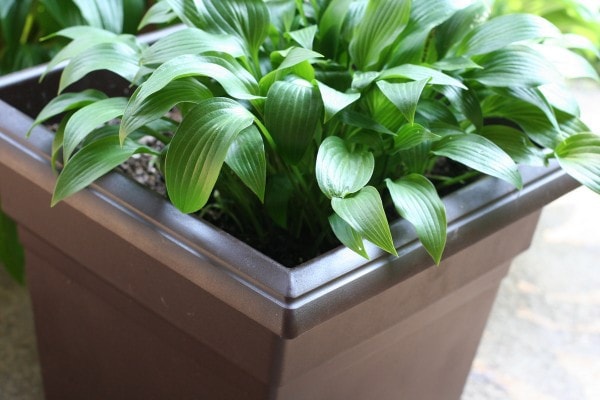 Brown plant pot with a hosta in it.