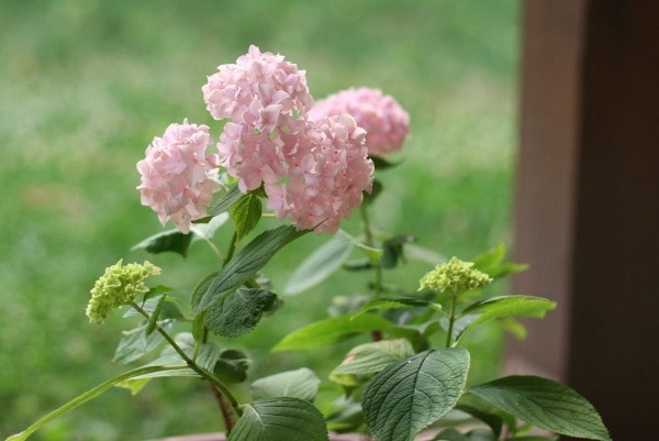 A hydrangea bush with pink flowers.