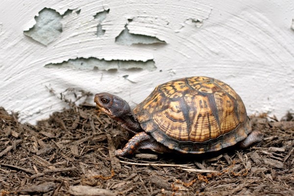An Eastern Box turtle in the mulch.