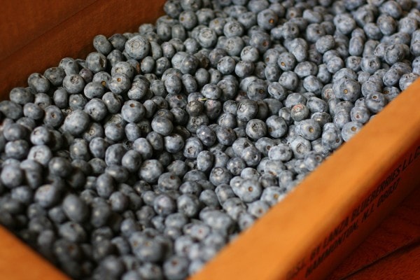 Blueberries in a cardboard box.