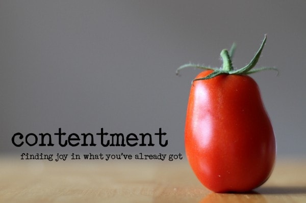 contentment tomato.