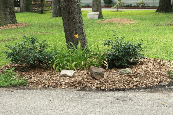 A mulched bed with two holly bushes.