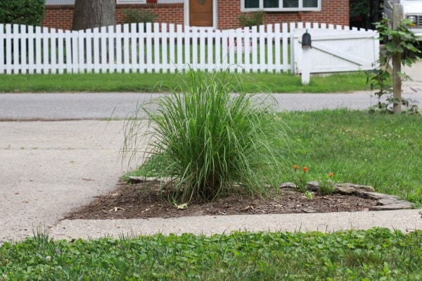 An ornamental grass in a small mulched bed.