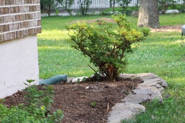 An azalea bush with no blooms.