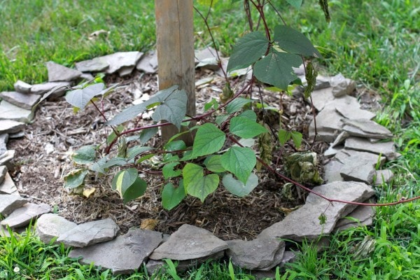 A rock-bordered bed around a mailbox.