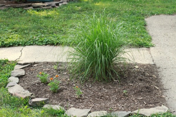 A bed with an ornamental grass in the middle.
