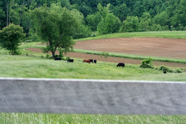 A green field with cows grazing.