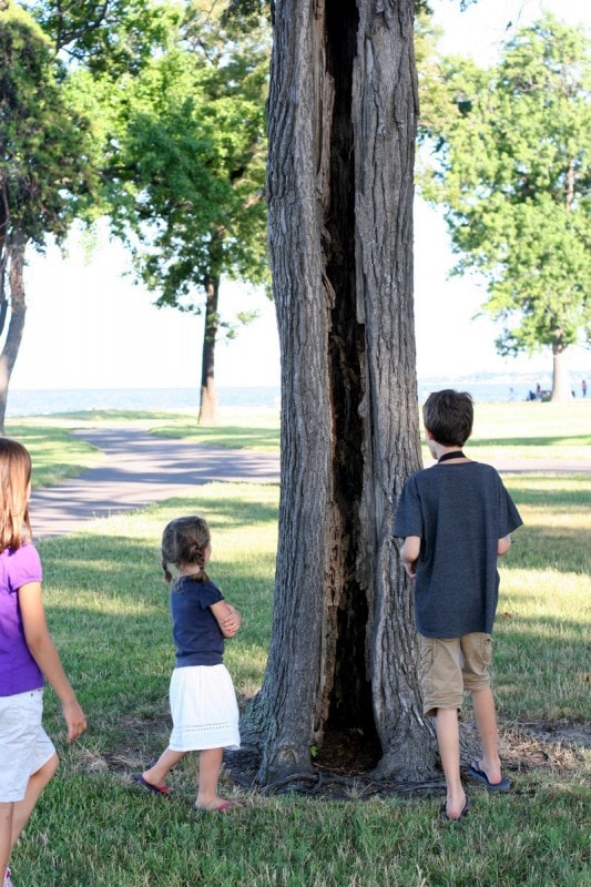 Children standing by a hollow tree.