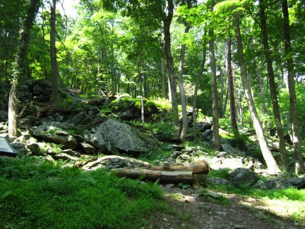 A view into a green forest.