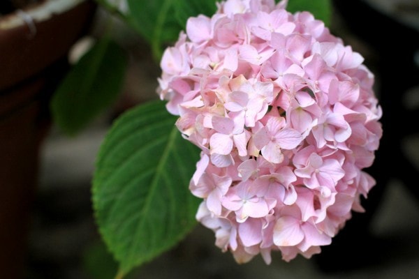 A light pink hydrangea bloom.