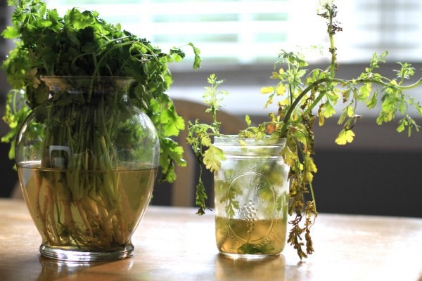 Two glass containers of cilantro.