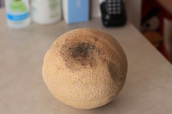 A very bruised cantaloupe melon.