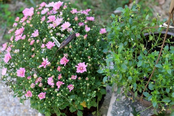 Mums in pots from Aldi.