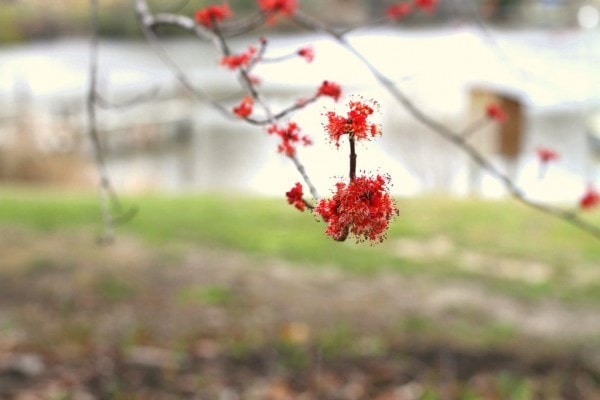 spring buds