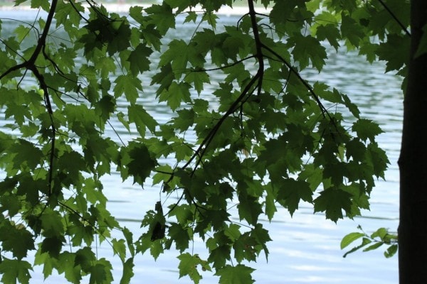 A view of a lake through tree branches.