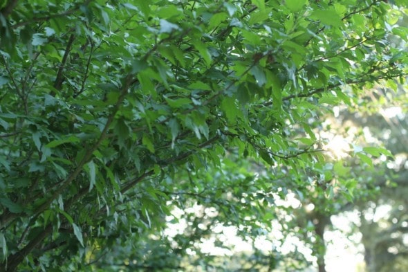 Green summer bushes.