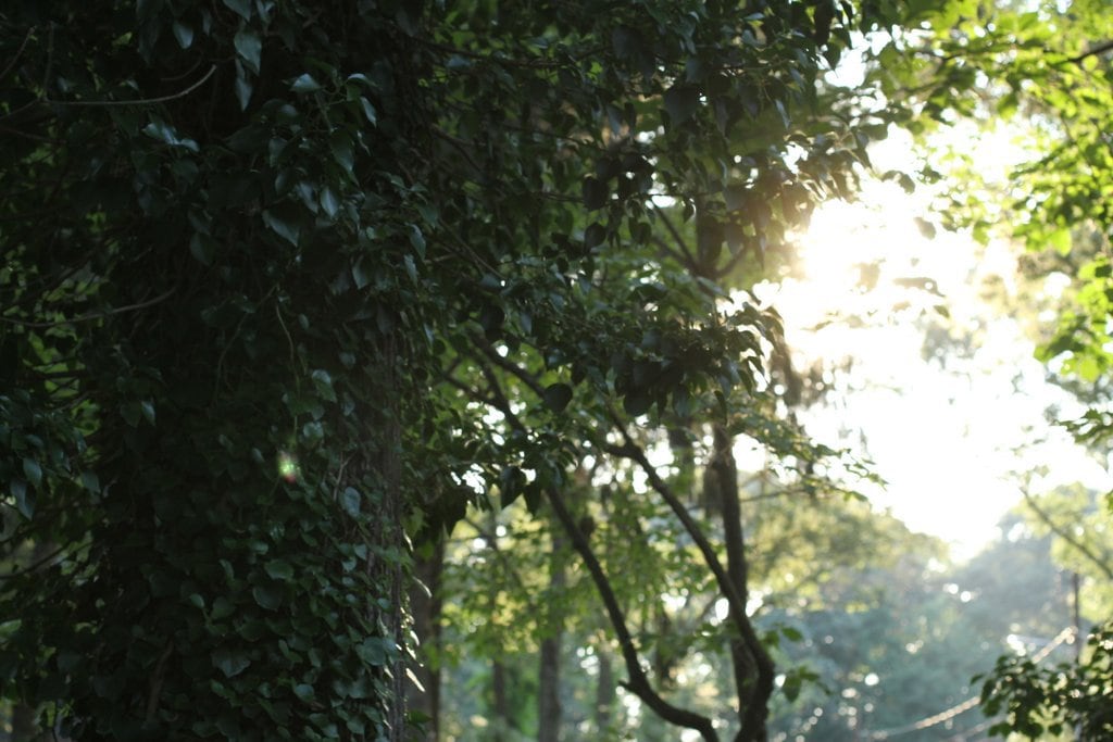 Sunlight breaking through trees.