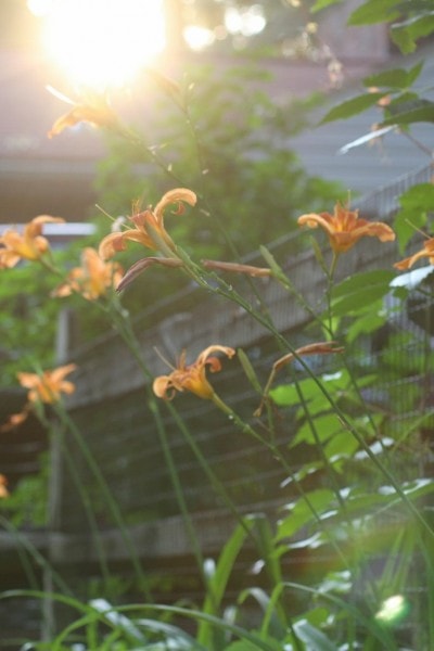 Orange lilies blooming in the sunshine.