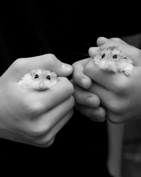 dwarf hamsters