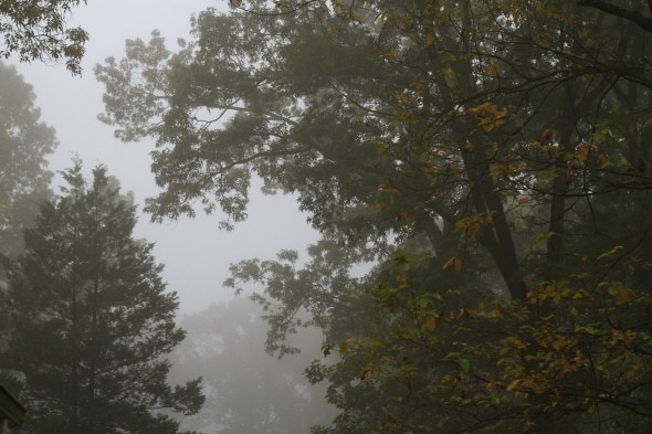 foggy trees