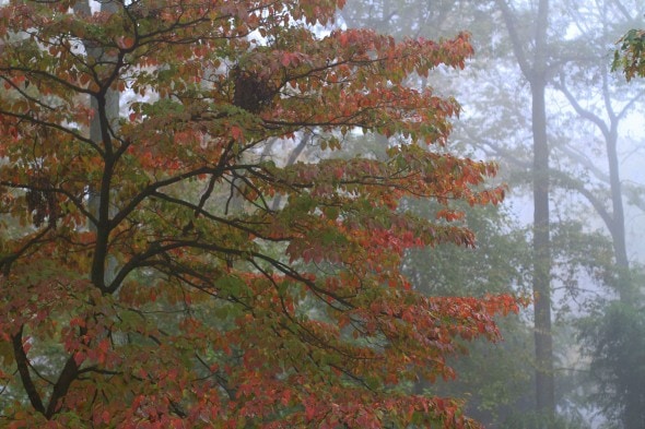 dogwood on foggy morning