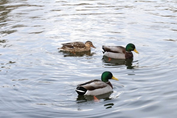 mallard ducks