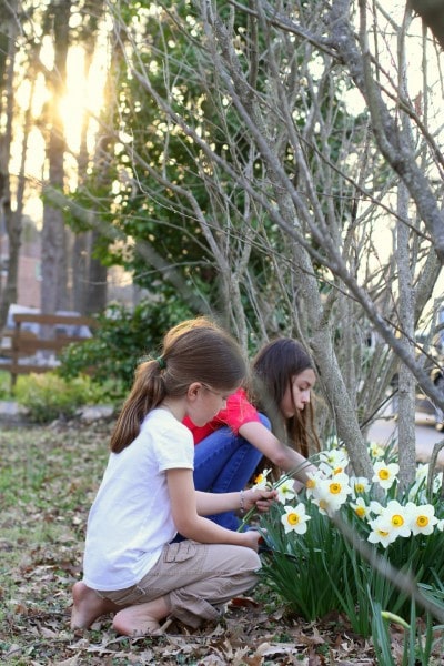 Two girls picking spring daffodils.