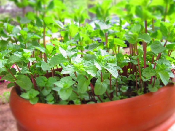 Mint plants growing in a terracotta pot.