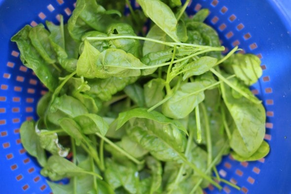 fresh spinach
