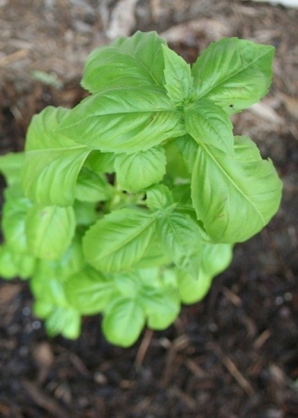 A healthy basil plant, growing in mulch.