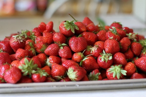 pick your own strawberries