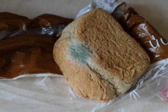 moldy bread